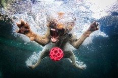 Underwater dogs_001