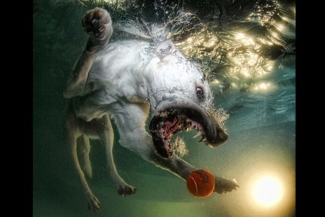 Underwater dogs_007