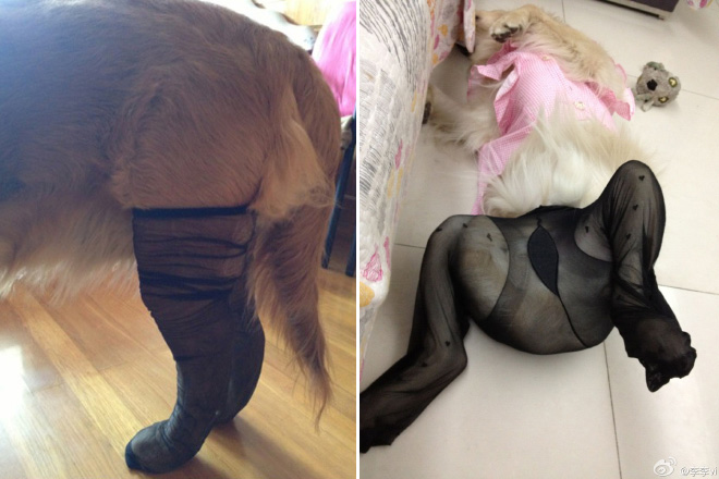 Dogs Wearing Pantyhose Latest Craze in China 09
