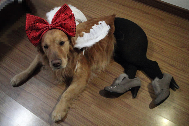 Dogs Wearing Pantyhose Latest Craze in China 14